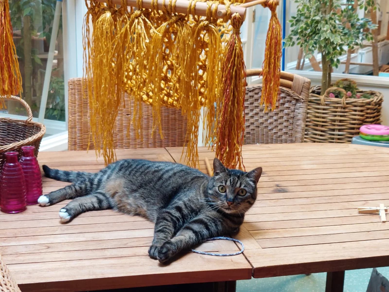 Kattenhotel Katootje